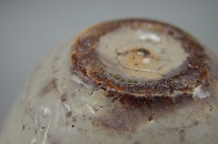 唐津ぐい呑み-粉引唐津